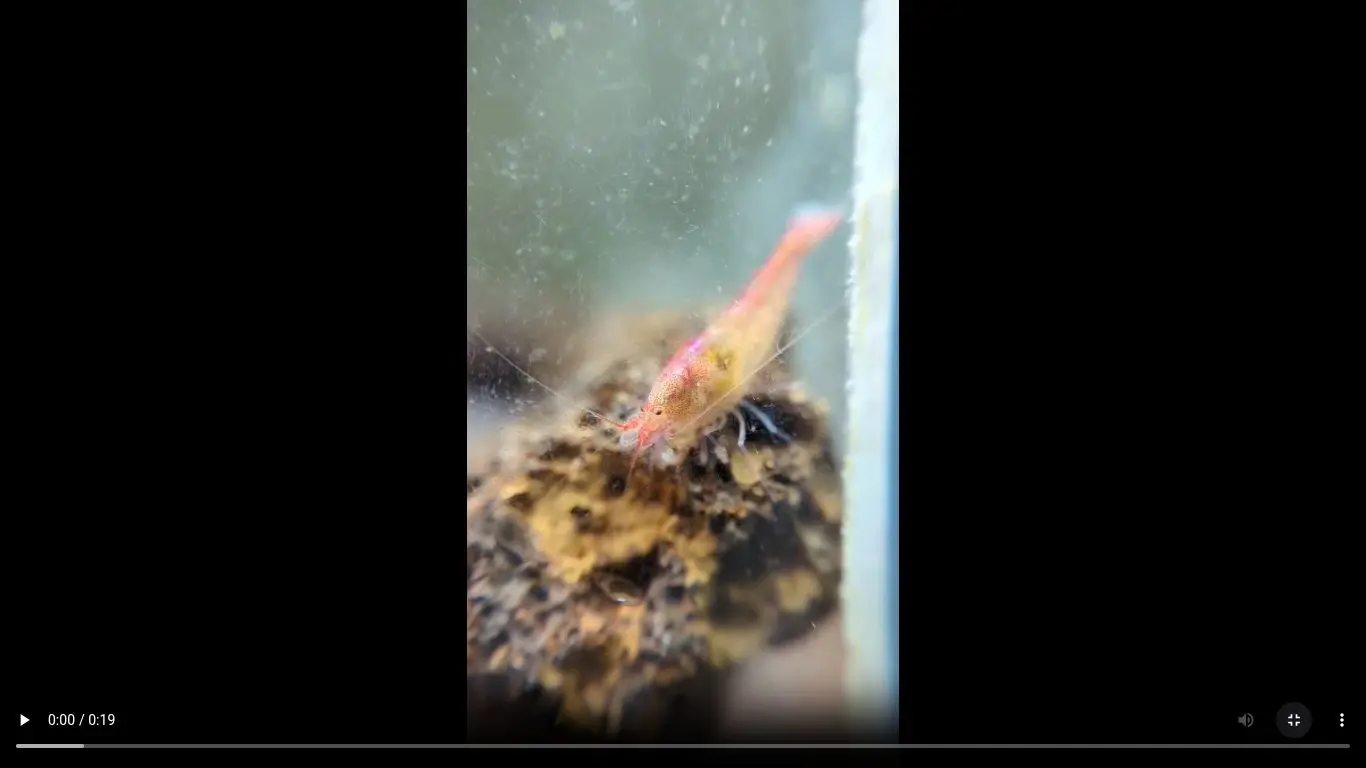 Shrimp Close-Up